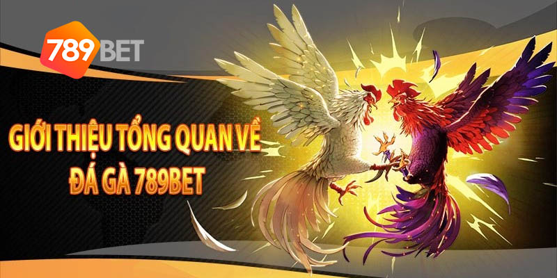 Đá gà 789bet chiêm ngưỡng chiến kê hàng đầu